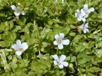 Bacopa Monniera (Brahmi)       