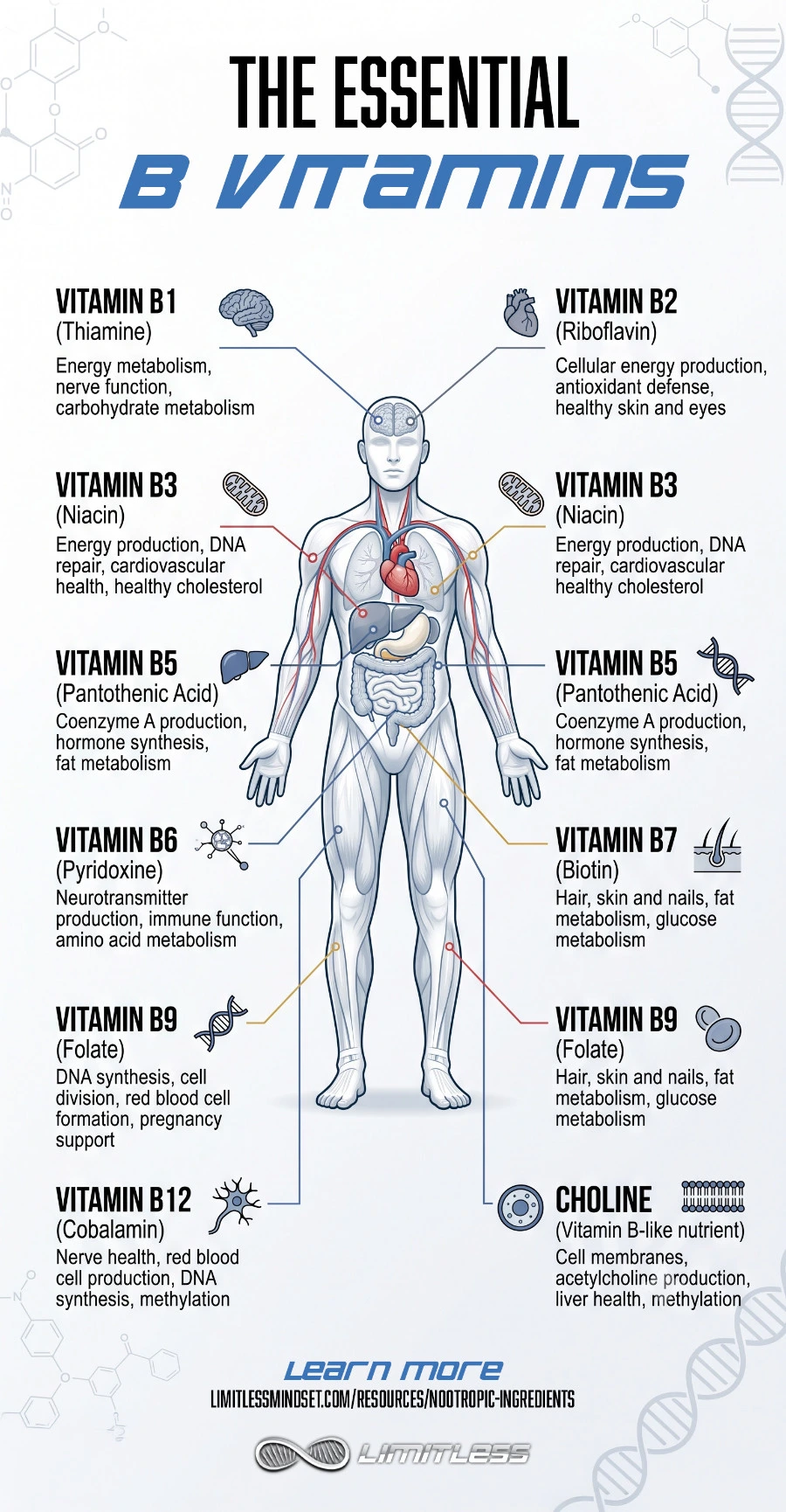 The Essential B Vitamins B Vitamins infographic