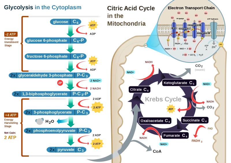 cellular respiration
