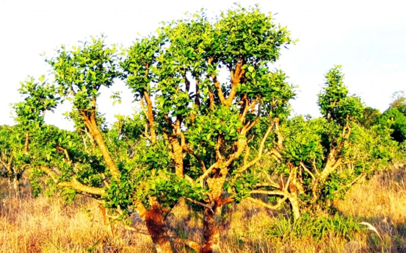 Yohimbe tree